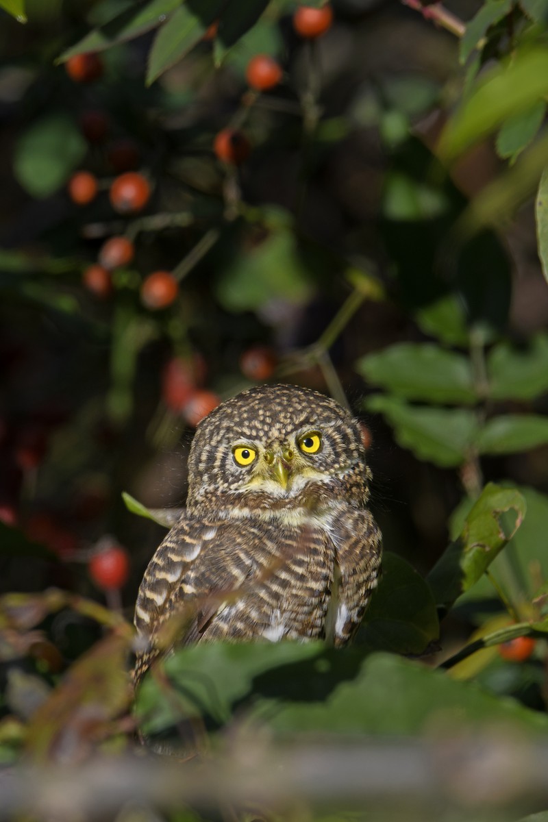 Collared Owlet - ML638217697