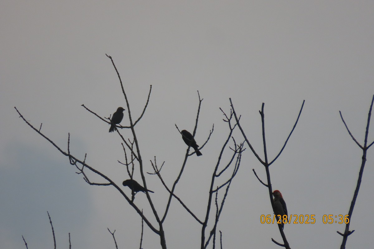 Red-bellied Woodpecker - ML638217711