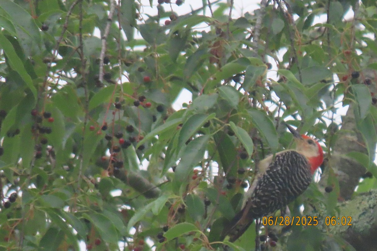 Red-bellied Woodpecker - ML638217712
