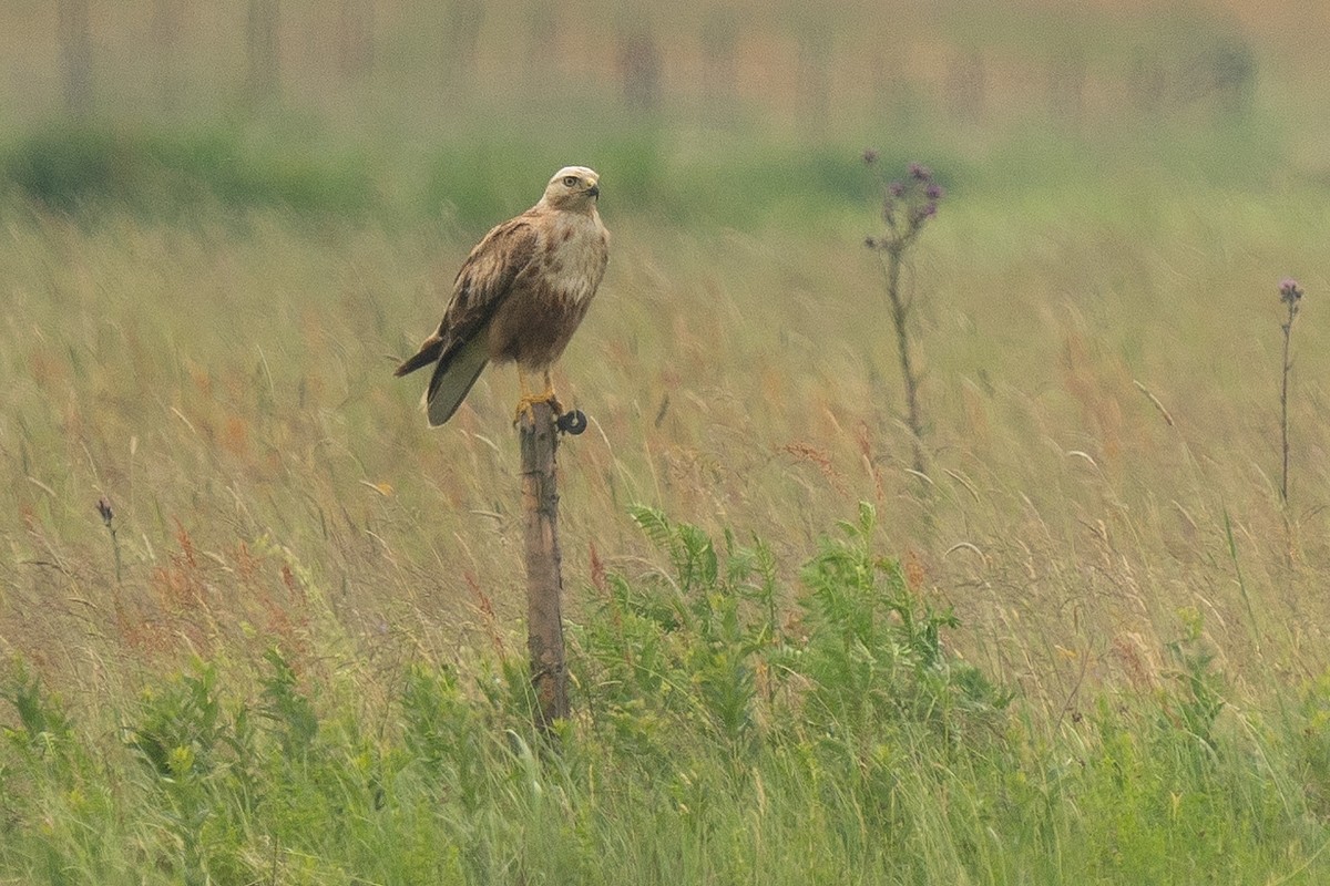 Long-legged Buzzard - ML638217713