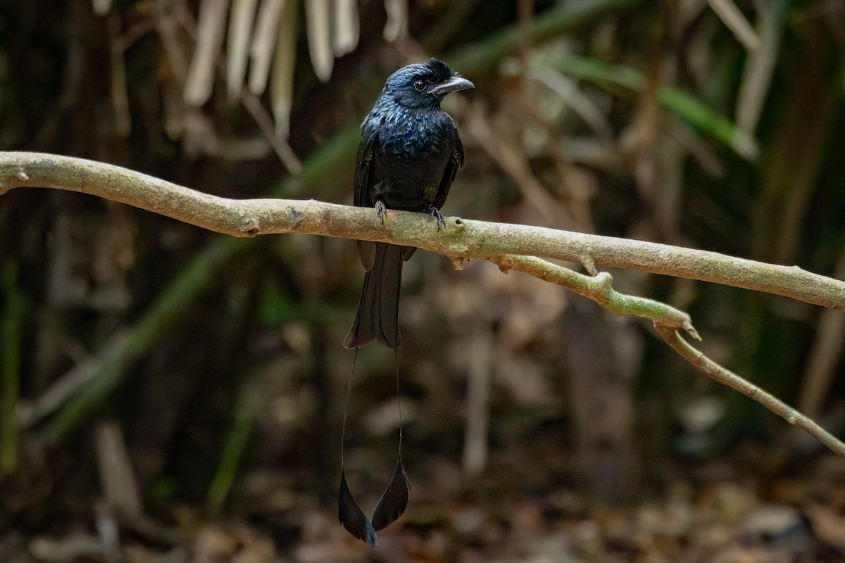 Greater Racket-tailed Drongo - ML638217720