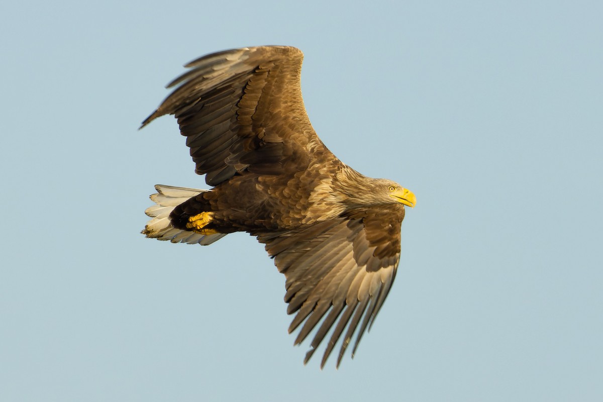 White-tailed Eagle - ML638217733