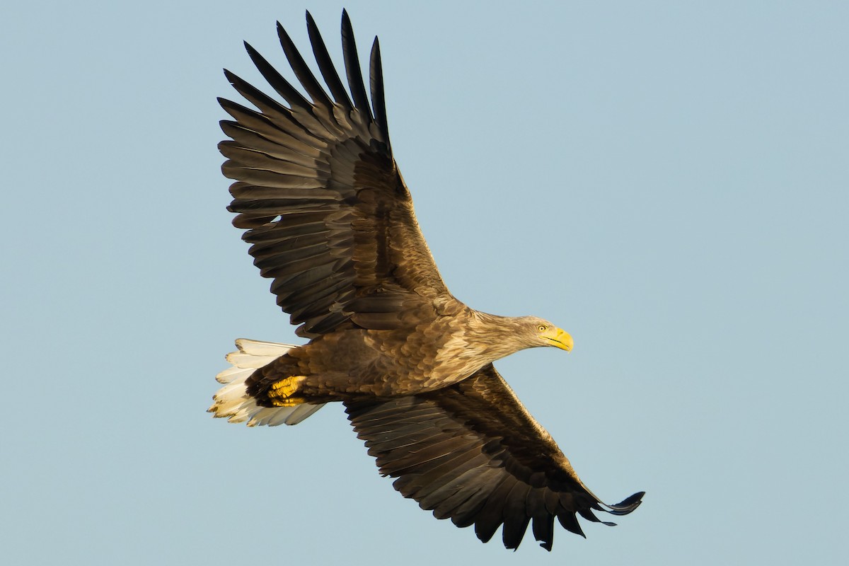 White-tailed Eagle - ML638217734