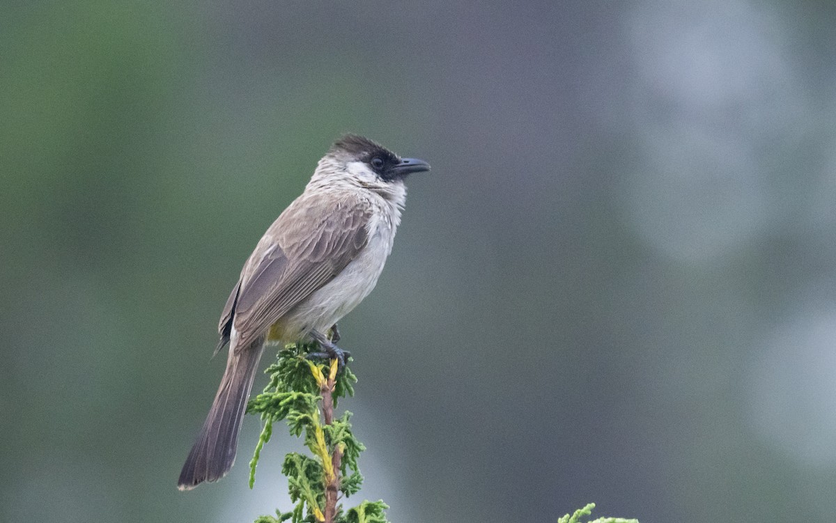 Sooty-headed Bulbul - ML638217772