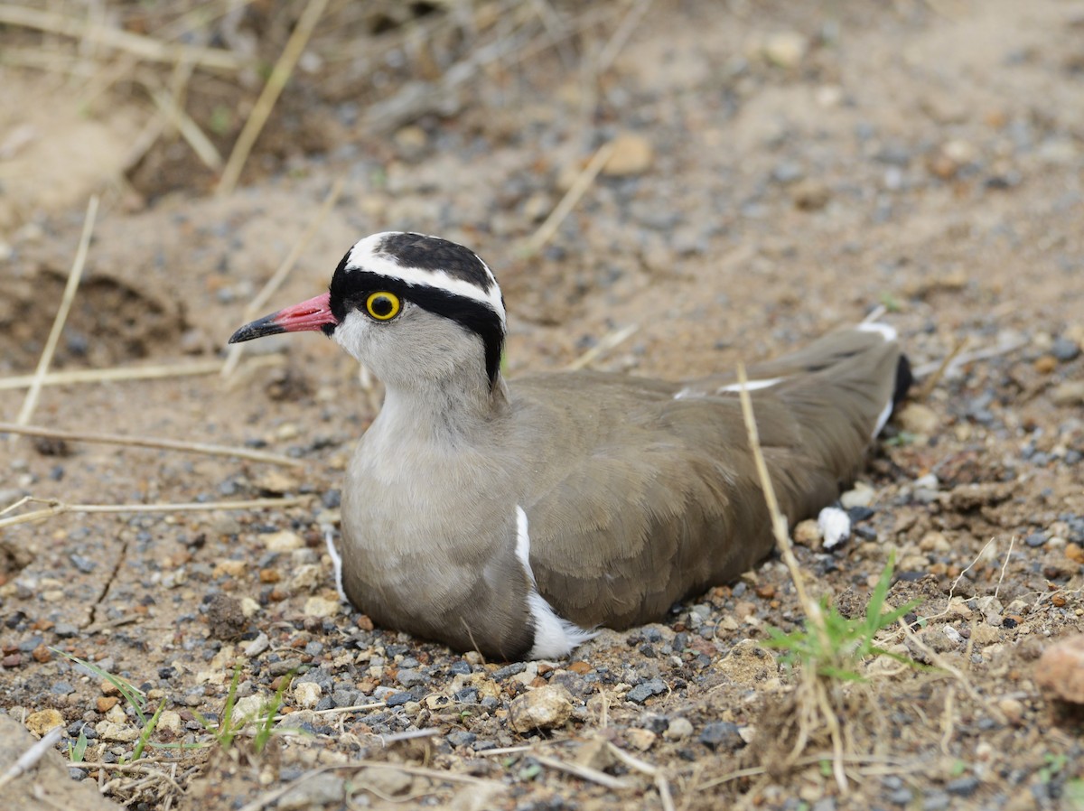 Crowned Lapwing - ML638217774