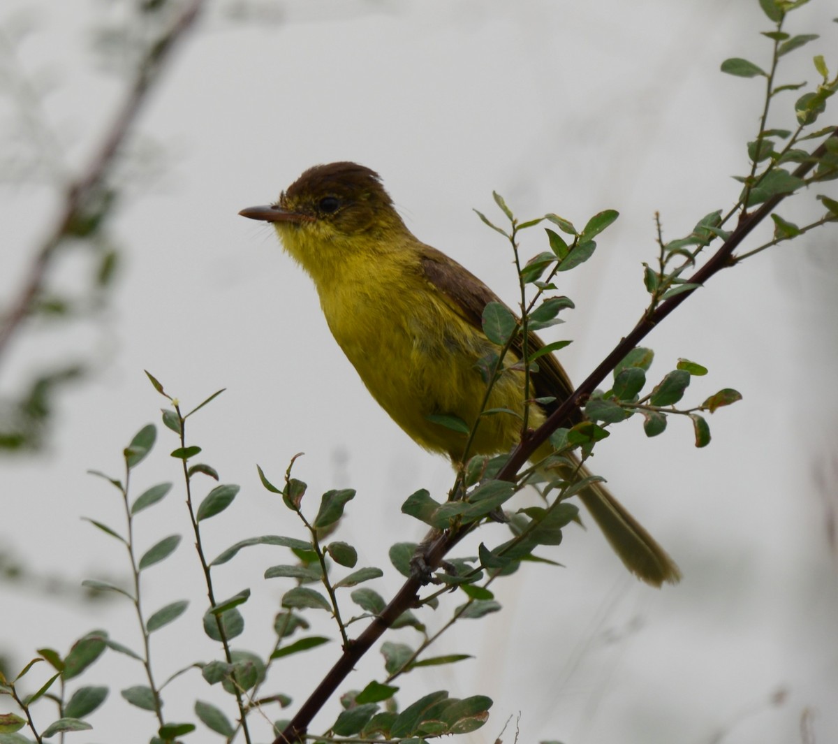Hypolaïs jaune - ML638217779