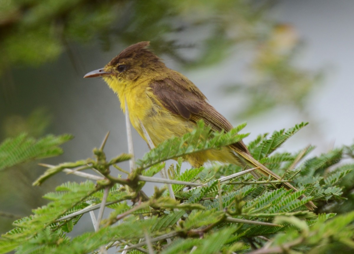 Hypolaïs jaune - ML638217780