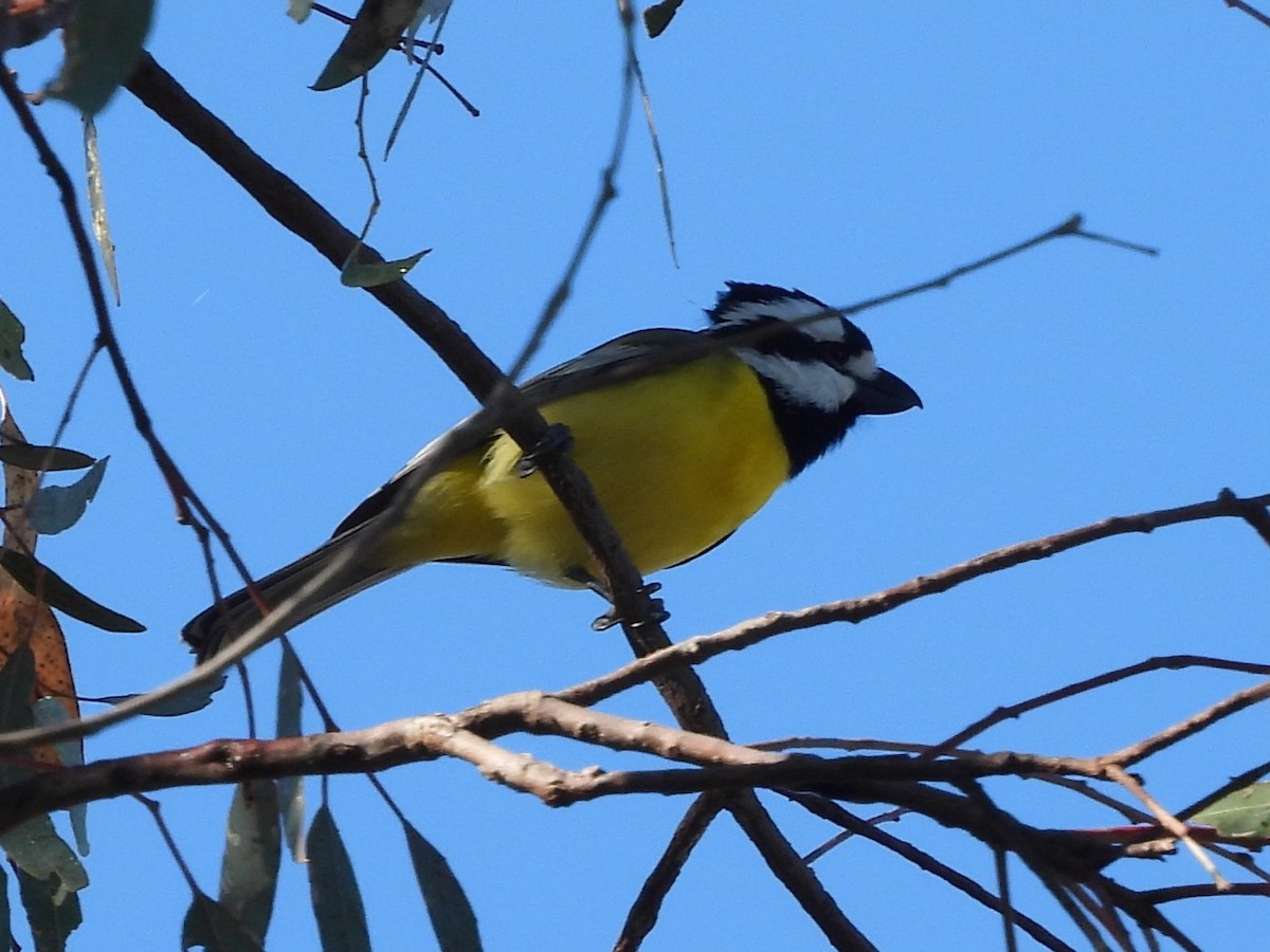 Eastern Shrike-tit - ML638217781