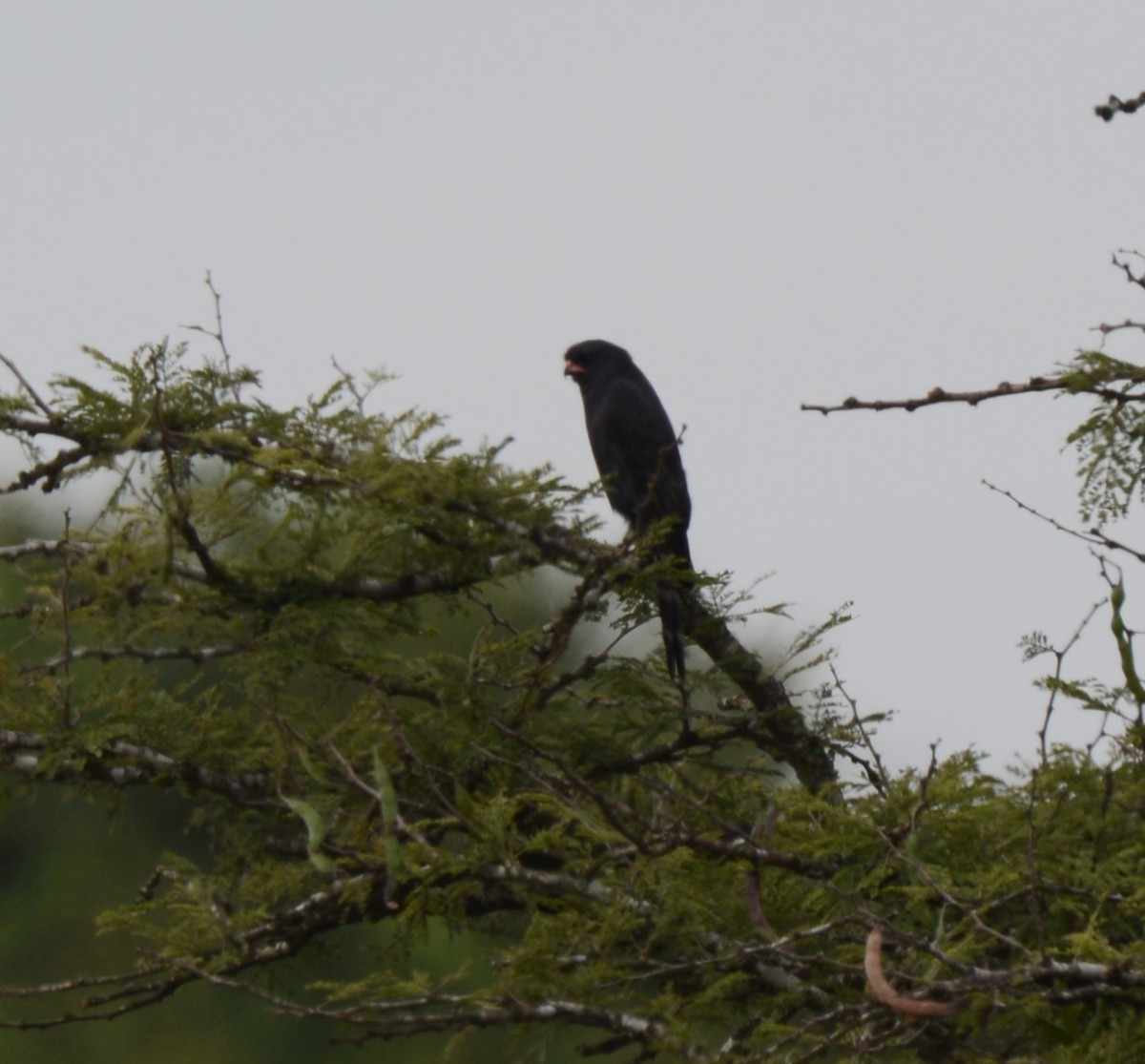 Gabar Goshawk - ML638217783