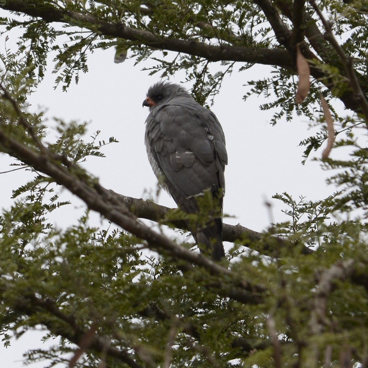 Gabar Goshawk - ML638217784