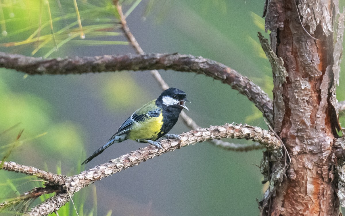 Green-backed Tit - ML638217786