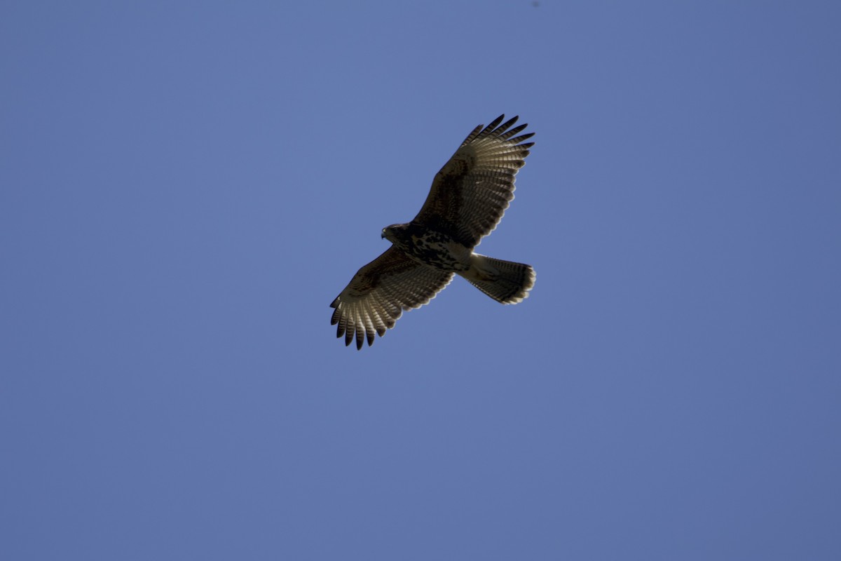 Harris's Hawk - ML638217791