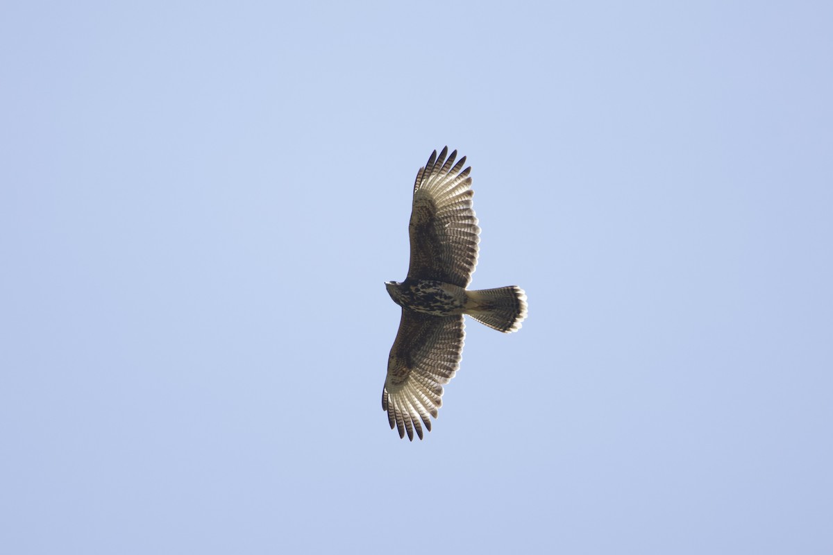 Harris's Hawk - ML638217792