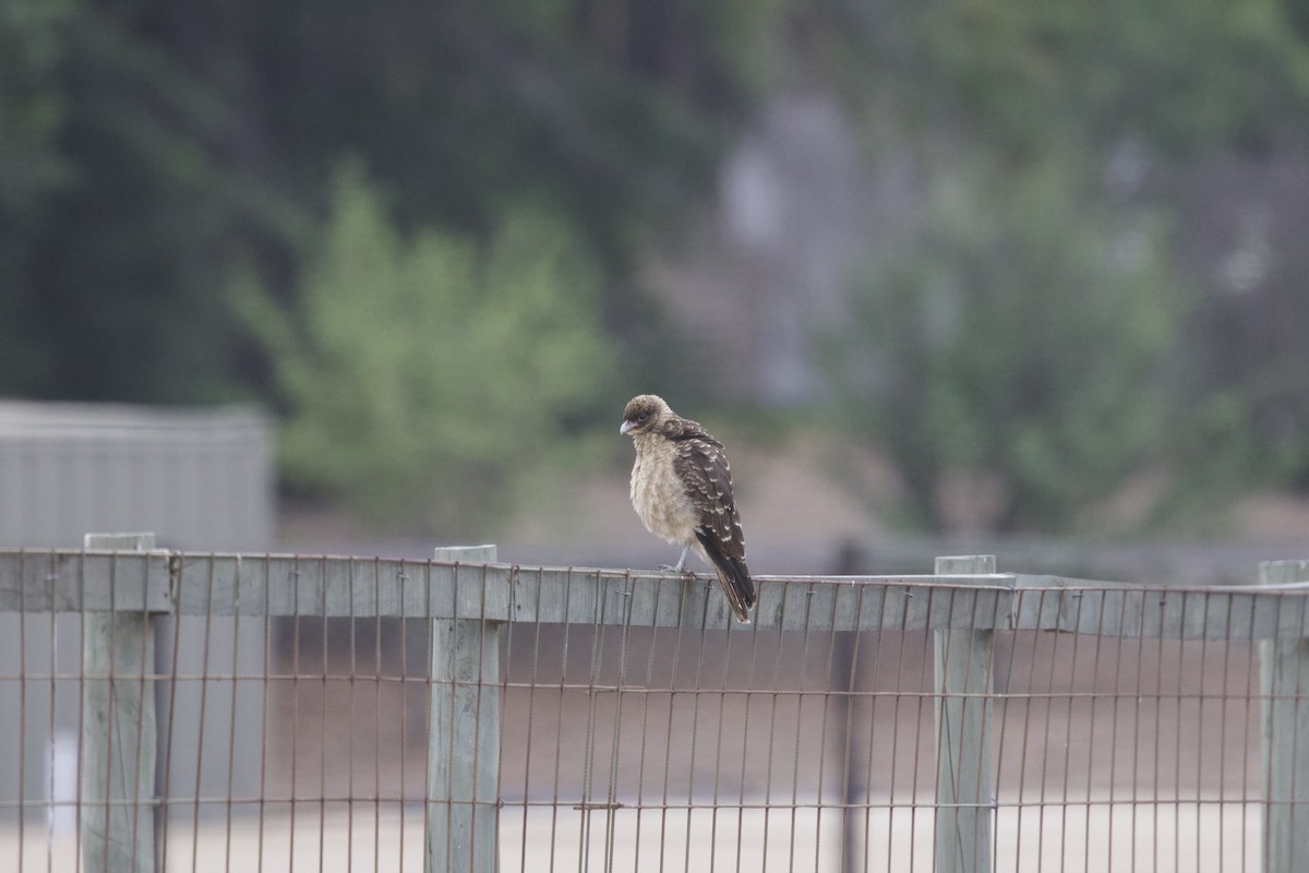 Chimango Caracara - ML638217797