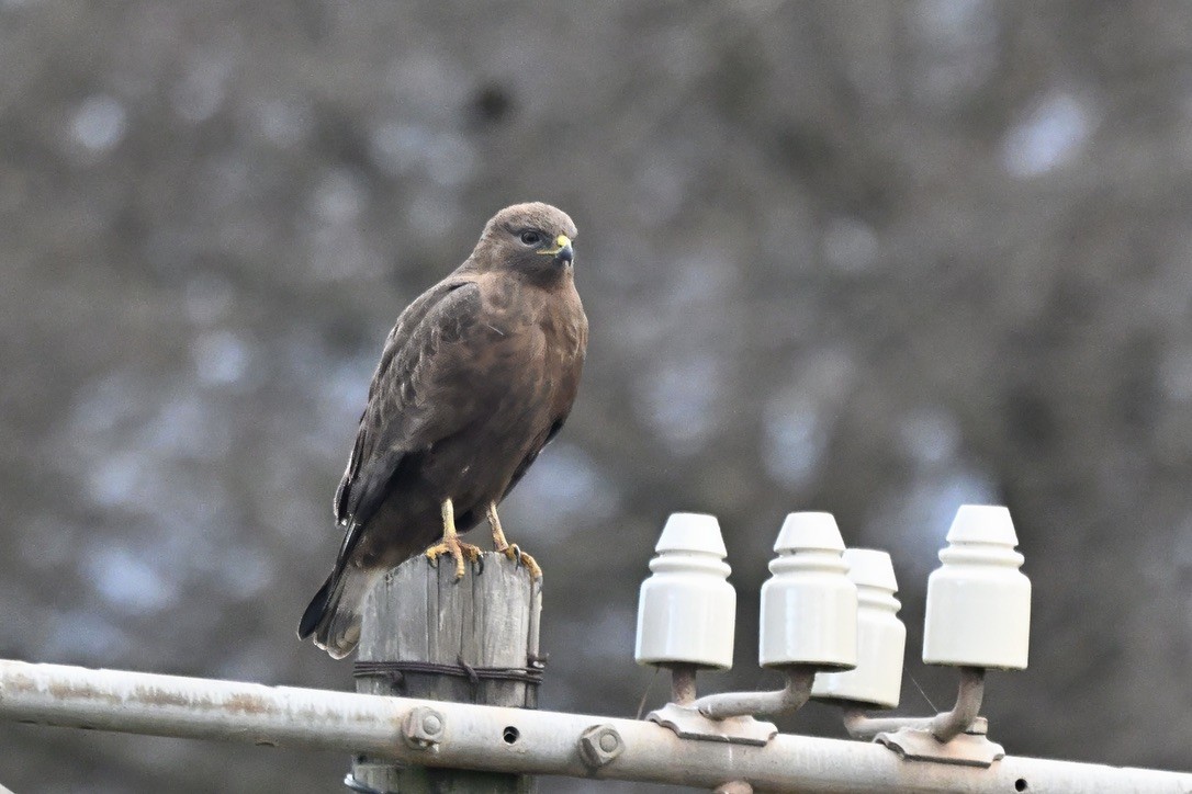 Elgin Buzzard (undescribed form) - ML638217802