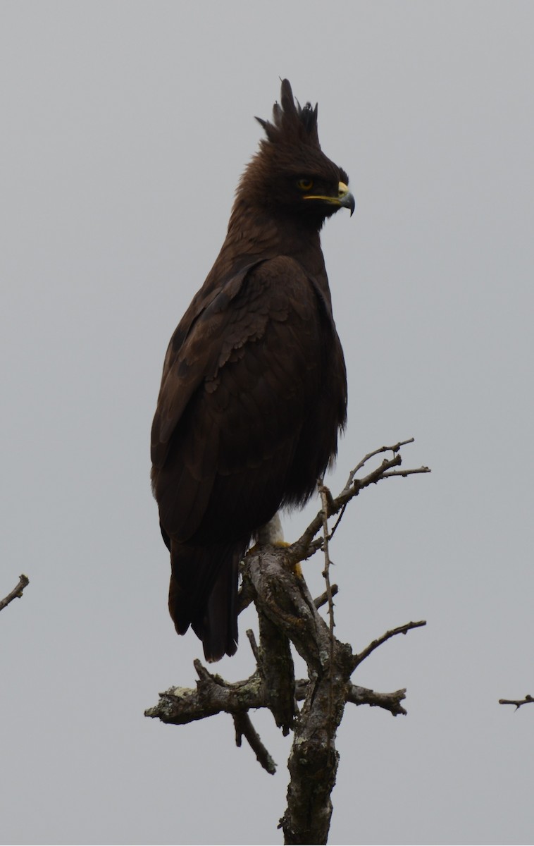 Long-crested Eagle - ML638217805