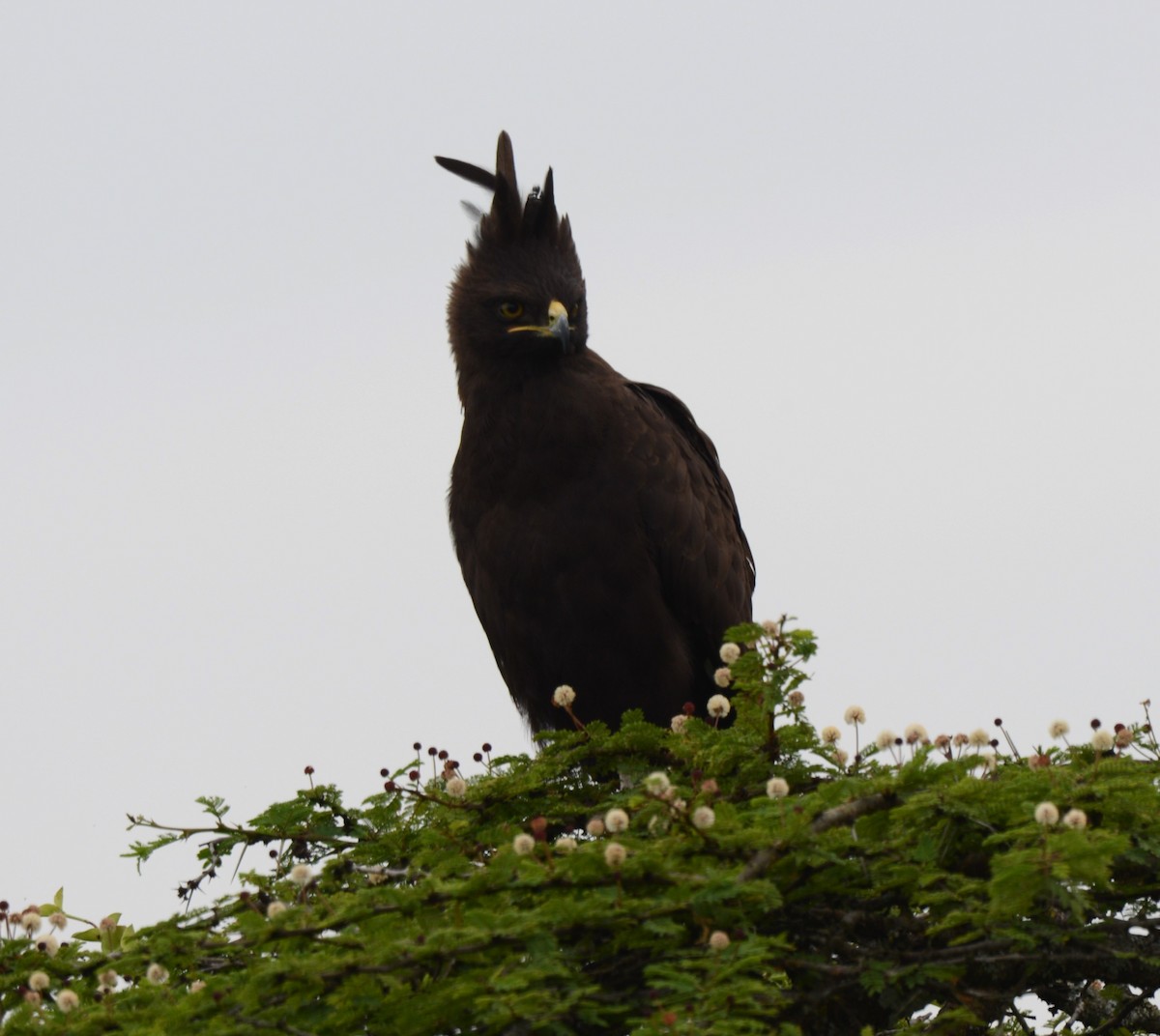 Long-crested Eagle - ML638217806