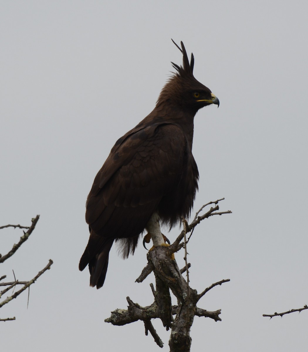 Long-crested Eagle - ML638217807