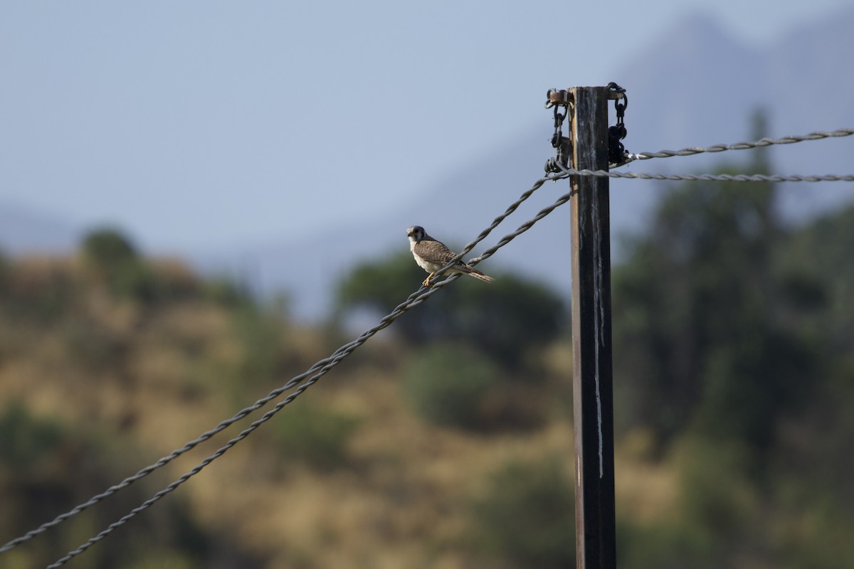 American Kestrel (South American) - ML638217808