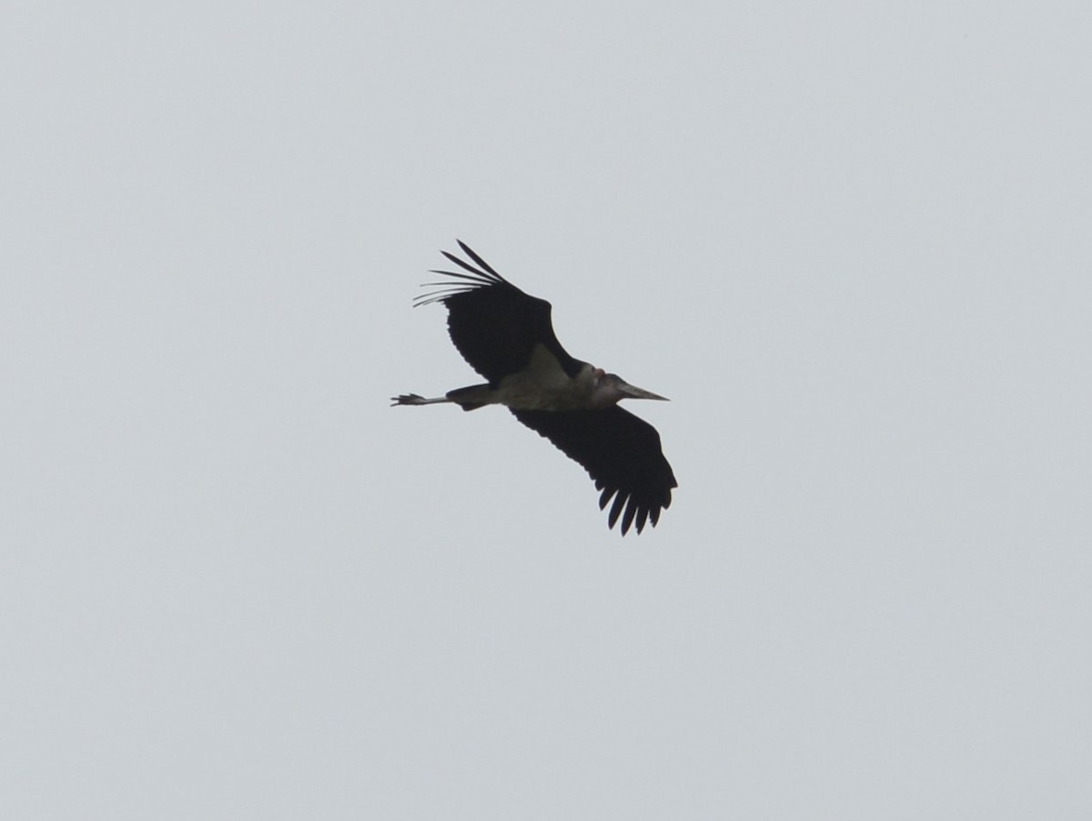 marabu africký - ML638217818