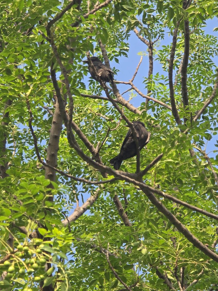 Königsdrongo - ML638217826