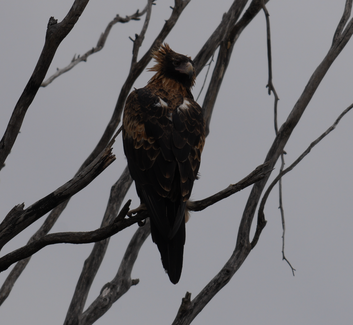 Wedge-tailed Eagle - ML638217827
