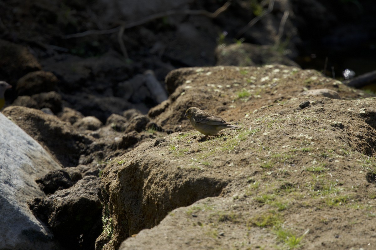 Grassland Yellow-Finch (Grassland) - ML638217831