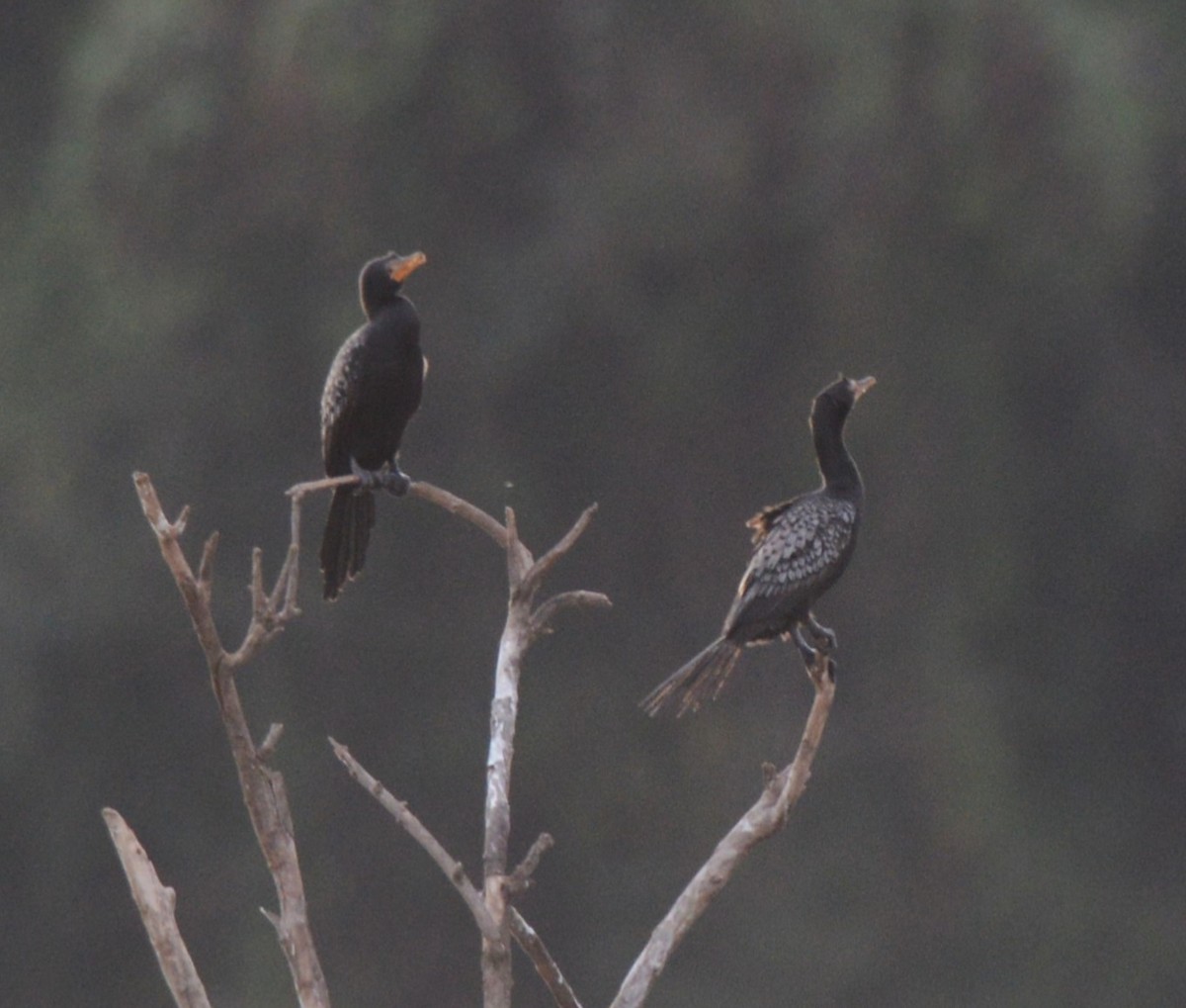 Reed Cormorant - ML638217842