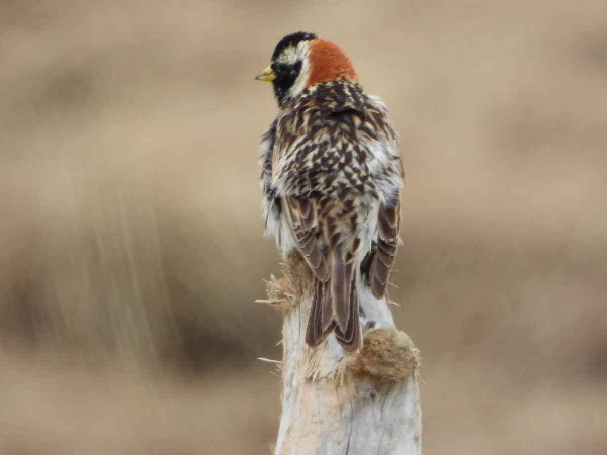 Lapland Longspur - ML638217854