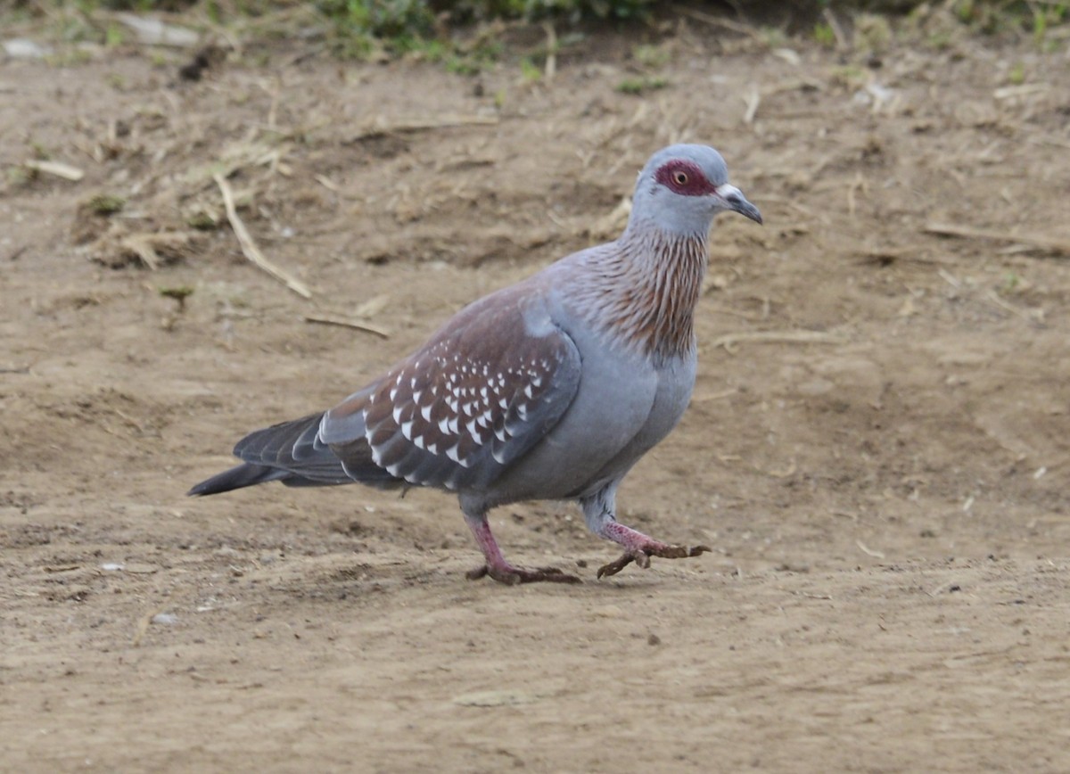 holub skvrnitý - ML638217858