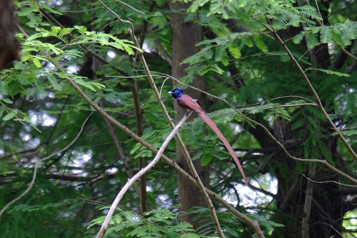 Amur Paradise-Flycatcher - ML638217865