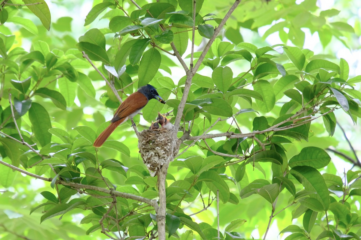 Amur Paradise-Flycatcher - ML638217866