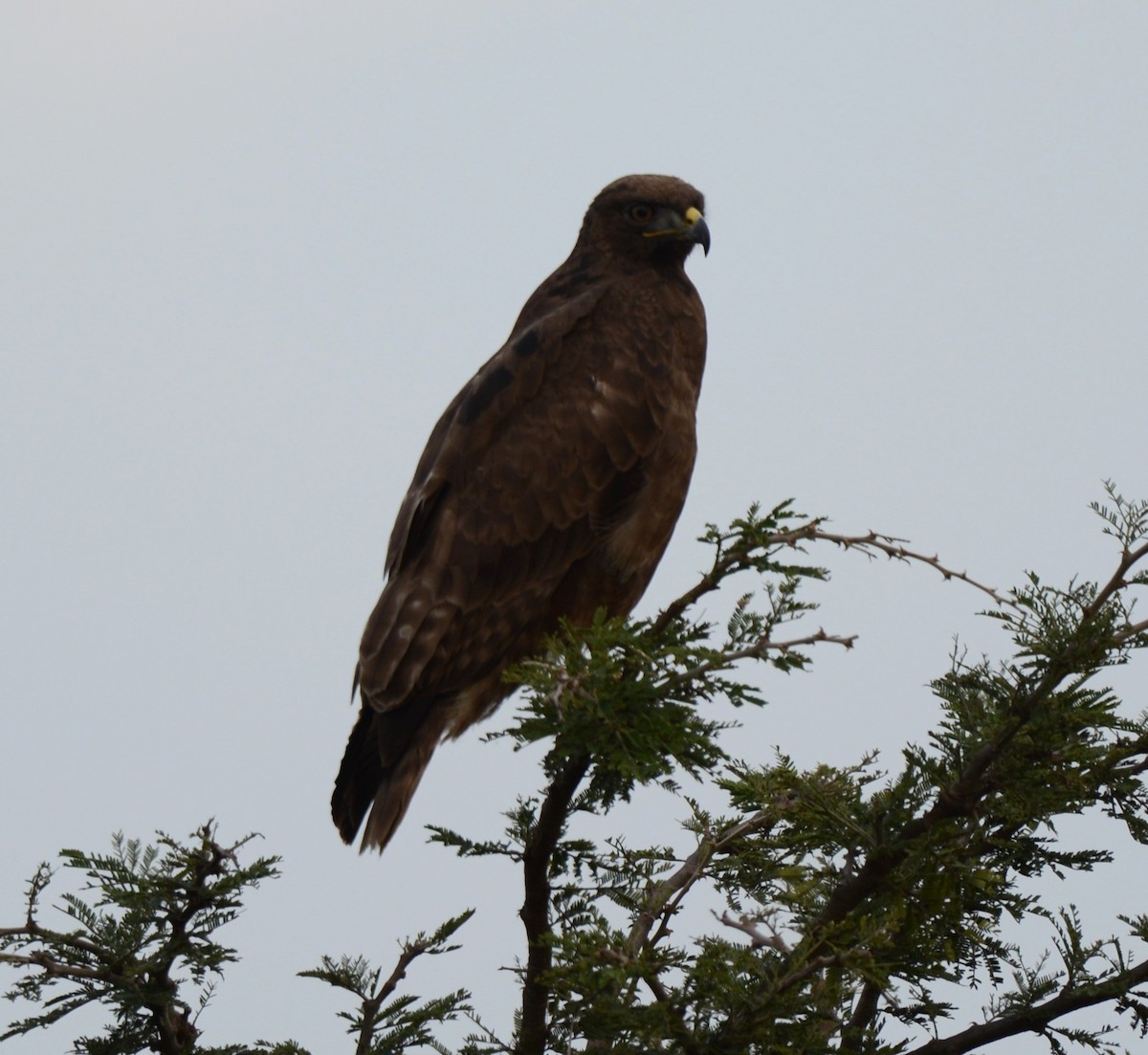 Augur Buzzard - ML638217870