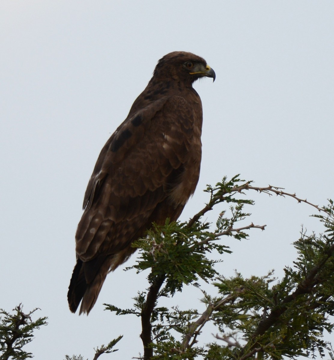 Augur Buzzard - ML638217871