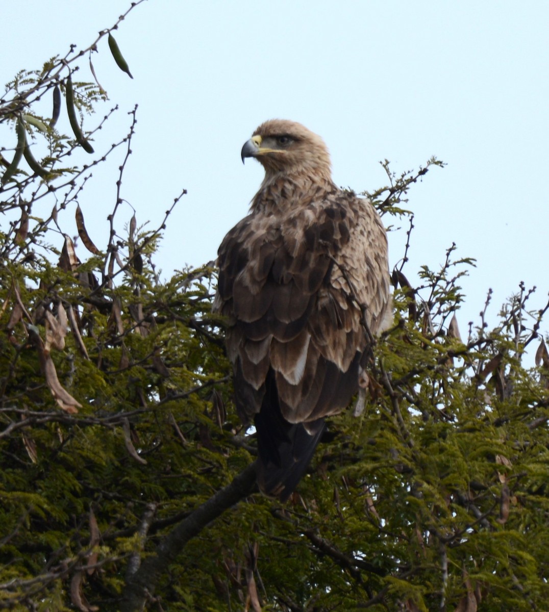 Tawny Eagle - ML638217879