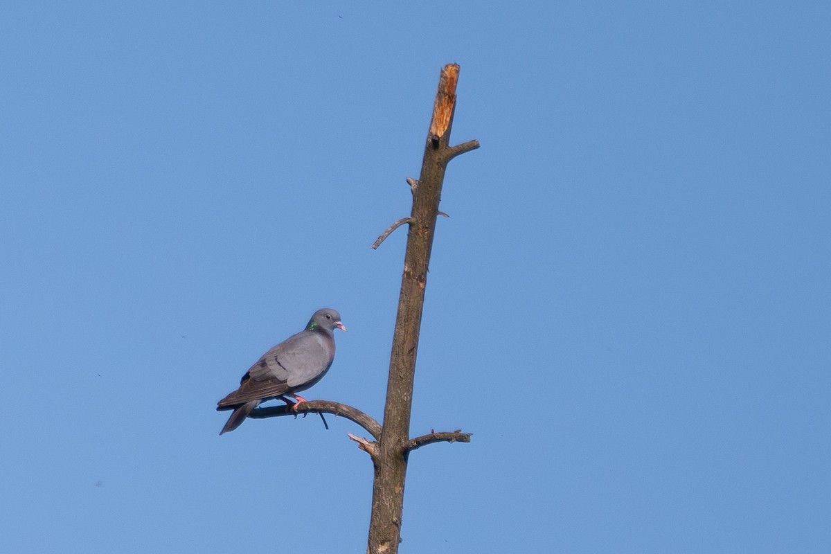 Stock Dove - ML638217932