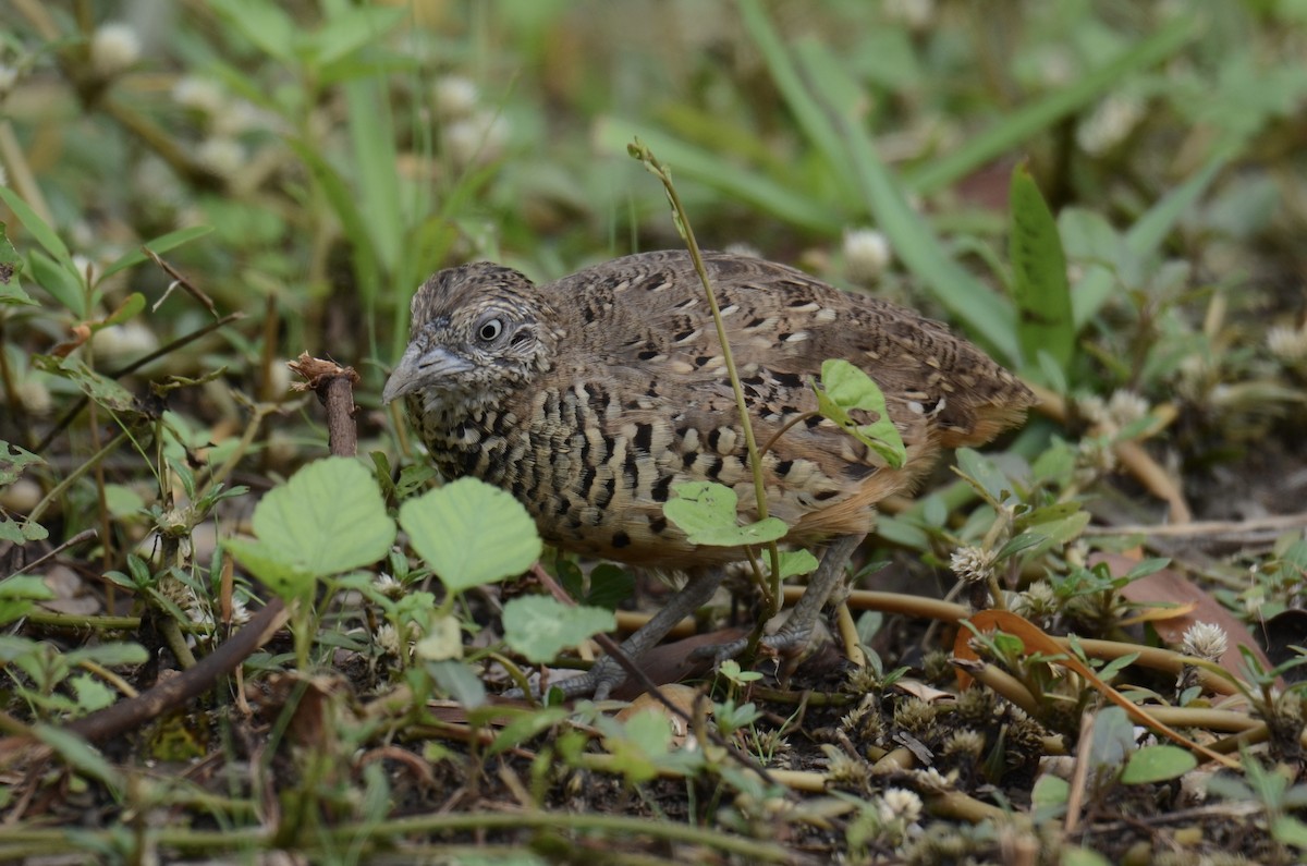 Barred Buttonquail - ML638217933