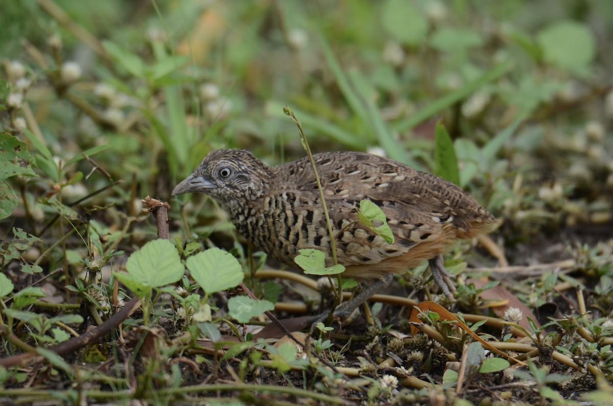 Barred Buttonquail - ML638217934