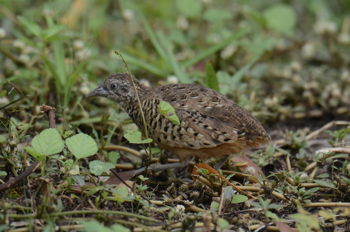 Barred Buttonquail - ML638217935
