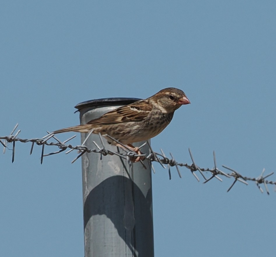 Spanish Sparrow - ML638217936