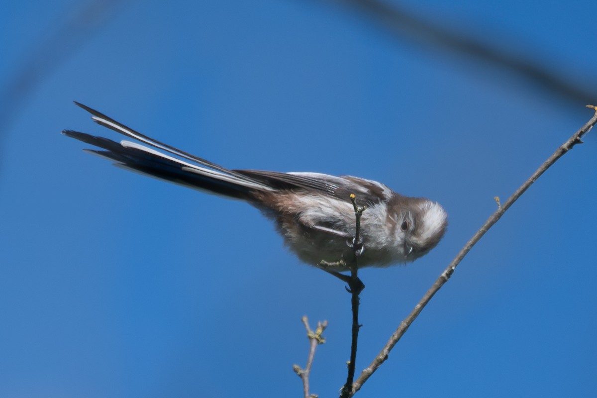 Long-tailed Tit - ML638217937
