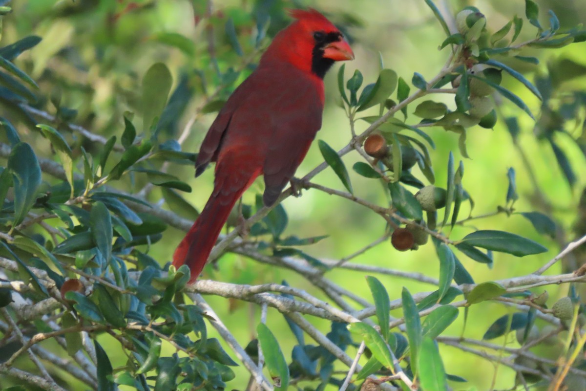 Northern Cardinal - ML638217961