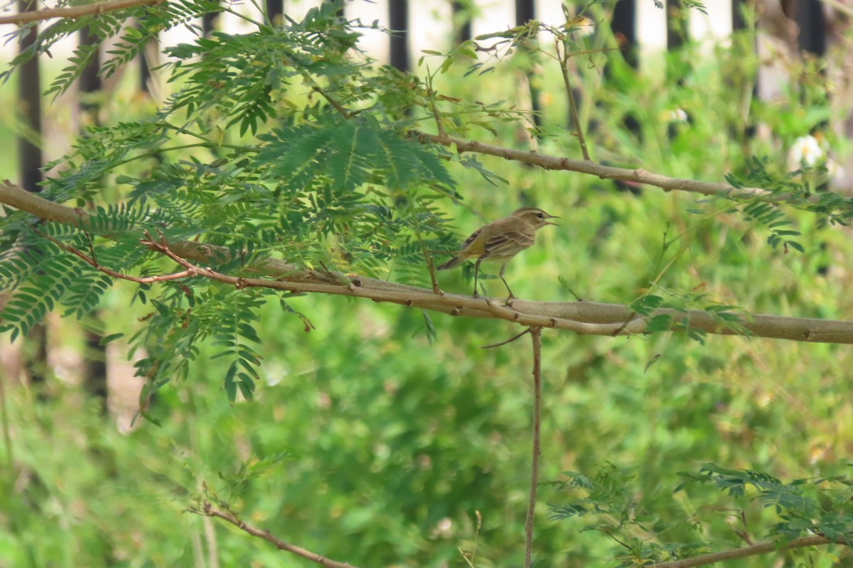 Palm Warbler - ML638217969