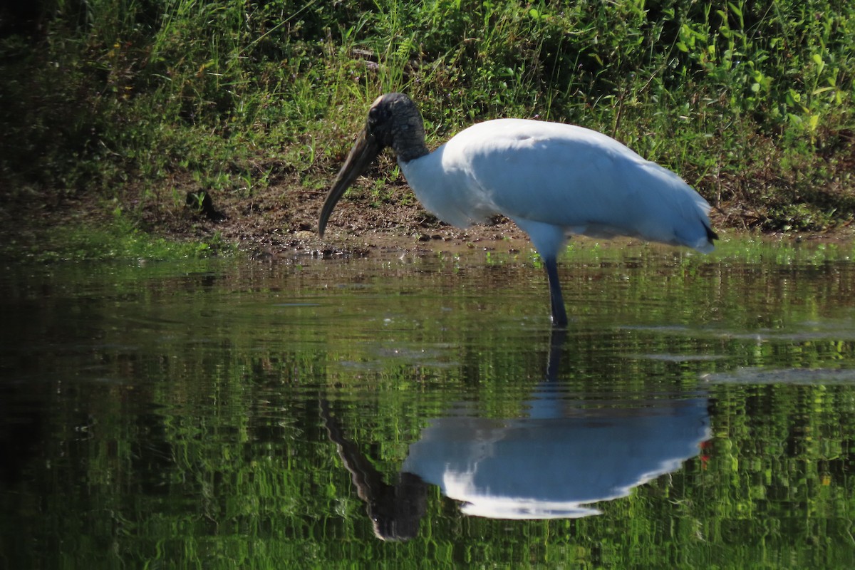 Wood Stork - ML638217981