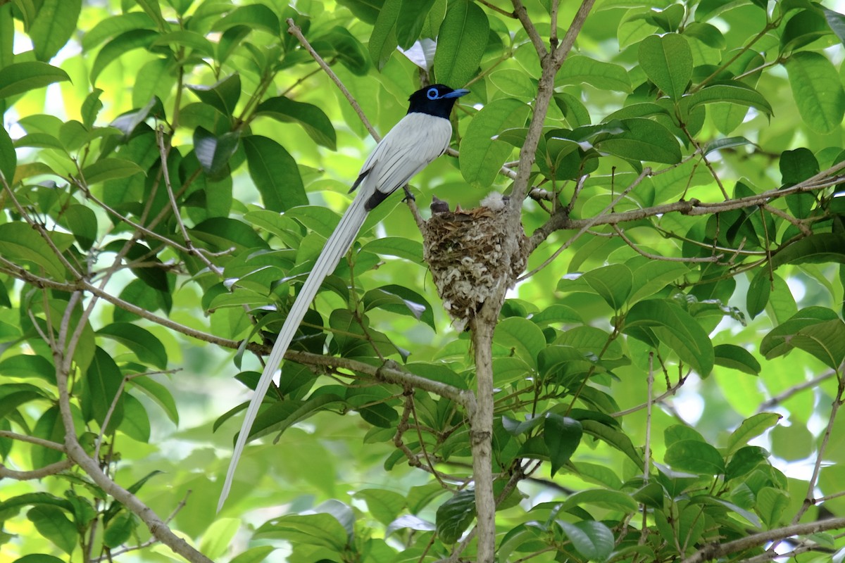 Amur Paradise-Flycatcher - ML638217998