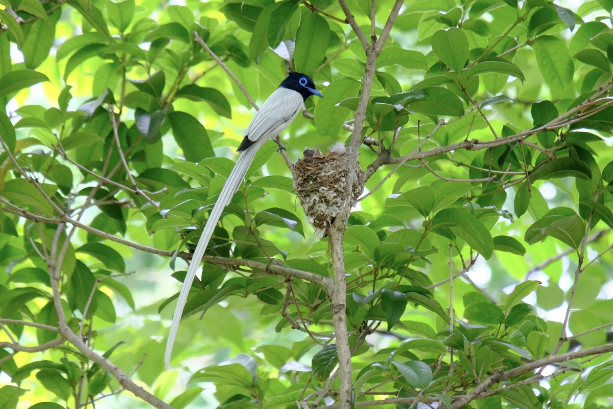 Amur Paradise-Flycatcher - ML638217999