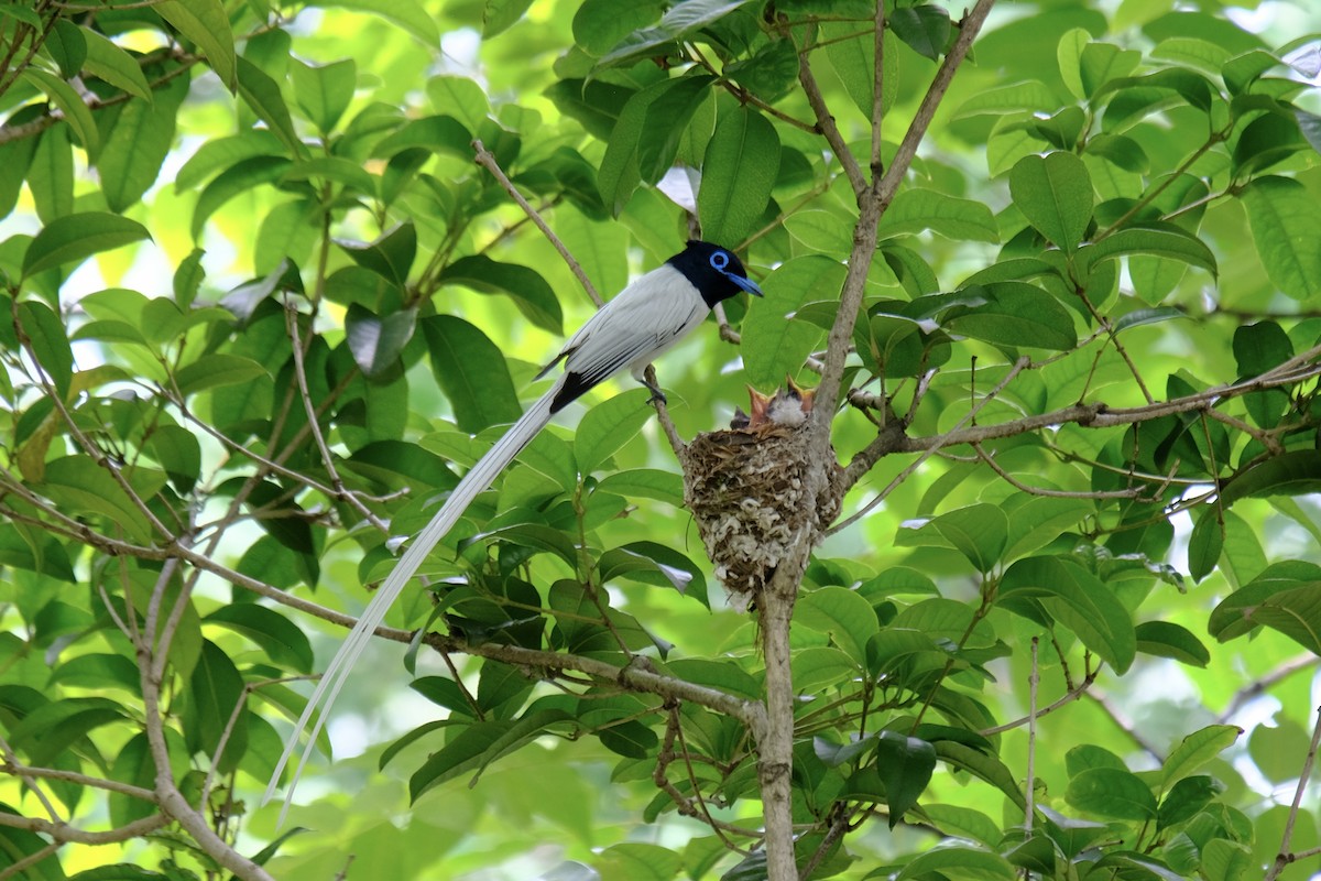 Amur Paradise-Flycatcher - ML638218000