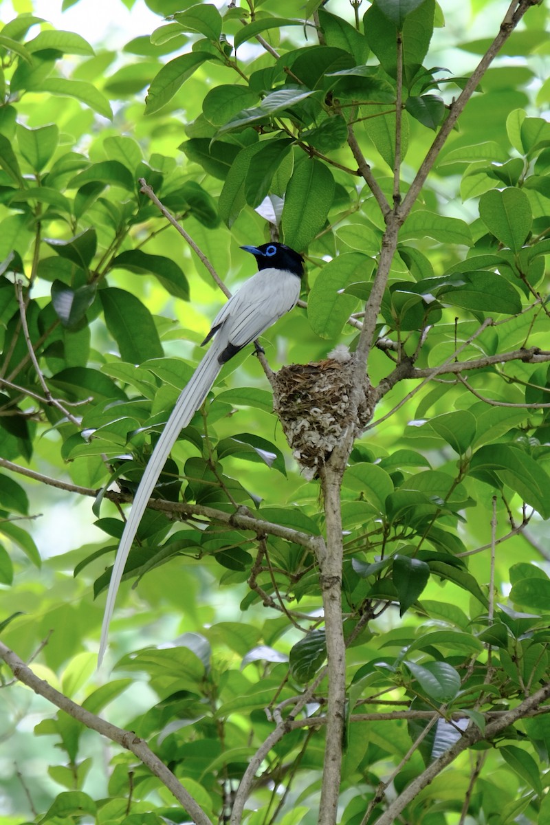 Amur Paradise-Flycatcher - ML638218001