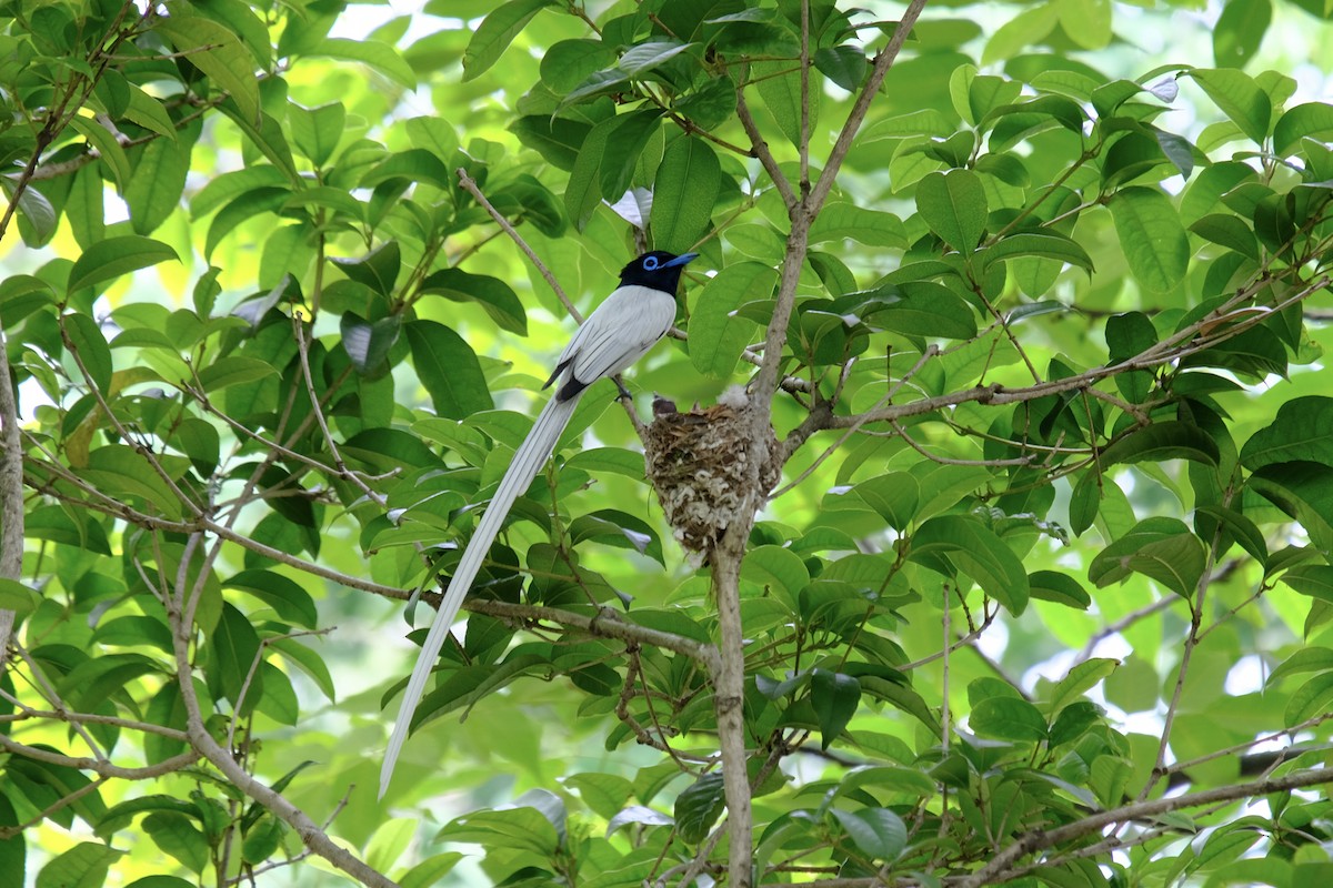 Amur Paradise-Flycatcher - ML638218002