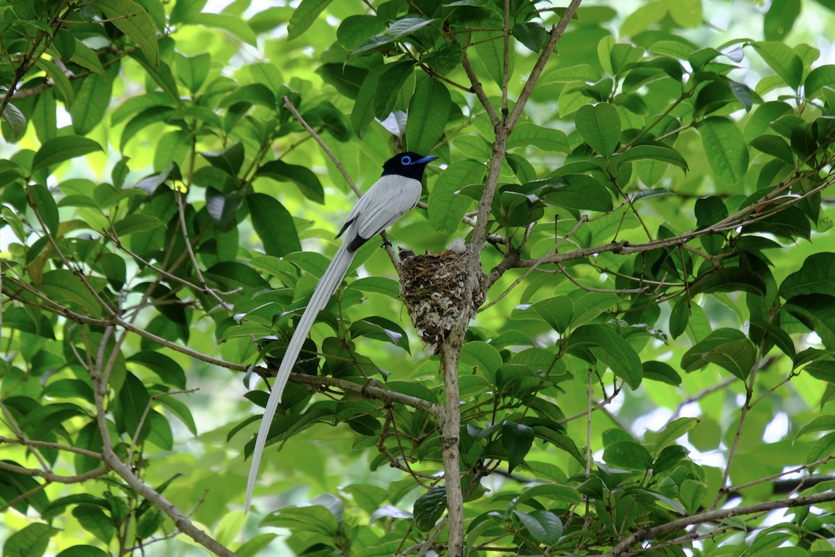 Amur Paradise-Flycatcher - ML638218003